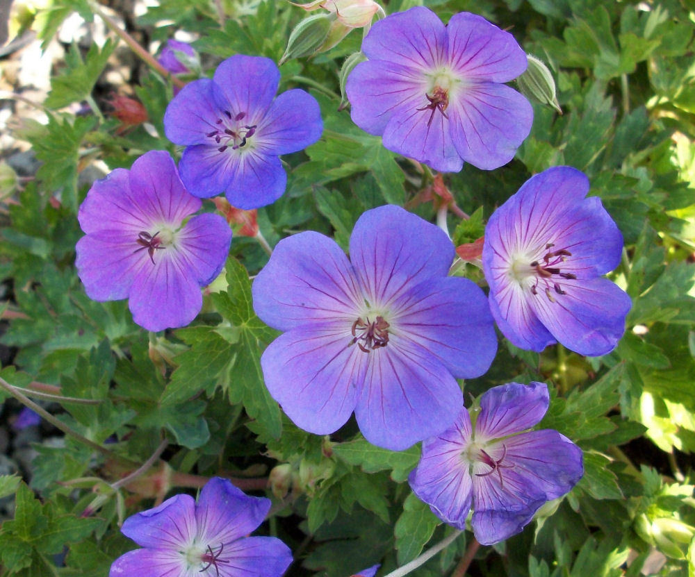 Rozanne™ Cranesbill (Geranium x &