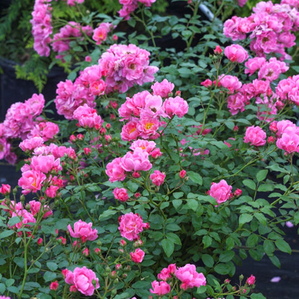 Oso Easy® Double Pink Rose (Rosa &