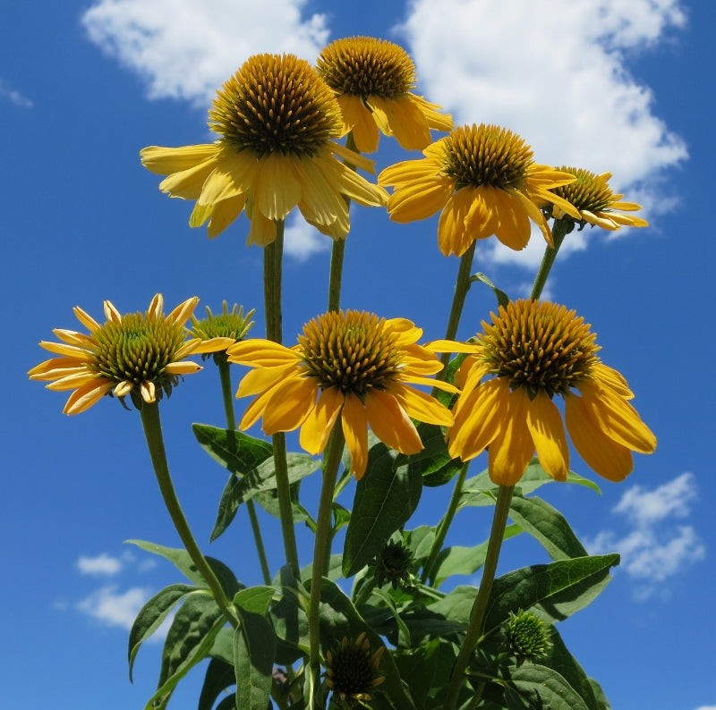 Sombrero® Lemon Yellow II (Improved) Coneflower (Echinacea &