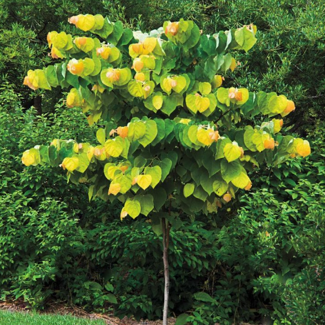 Rising Sun Redbud (Cercis canadensis &