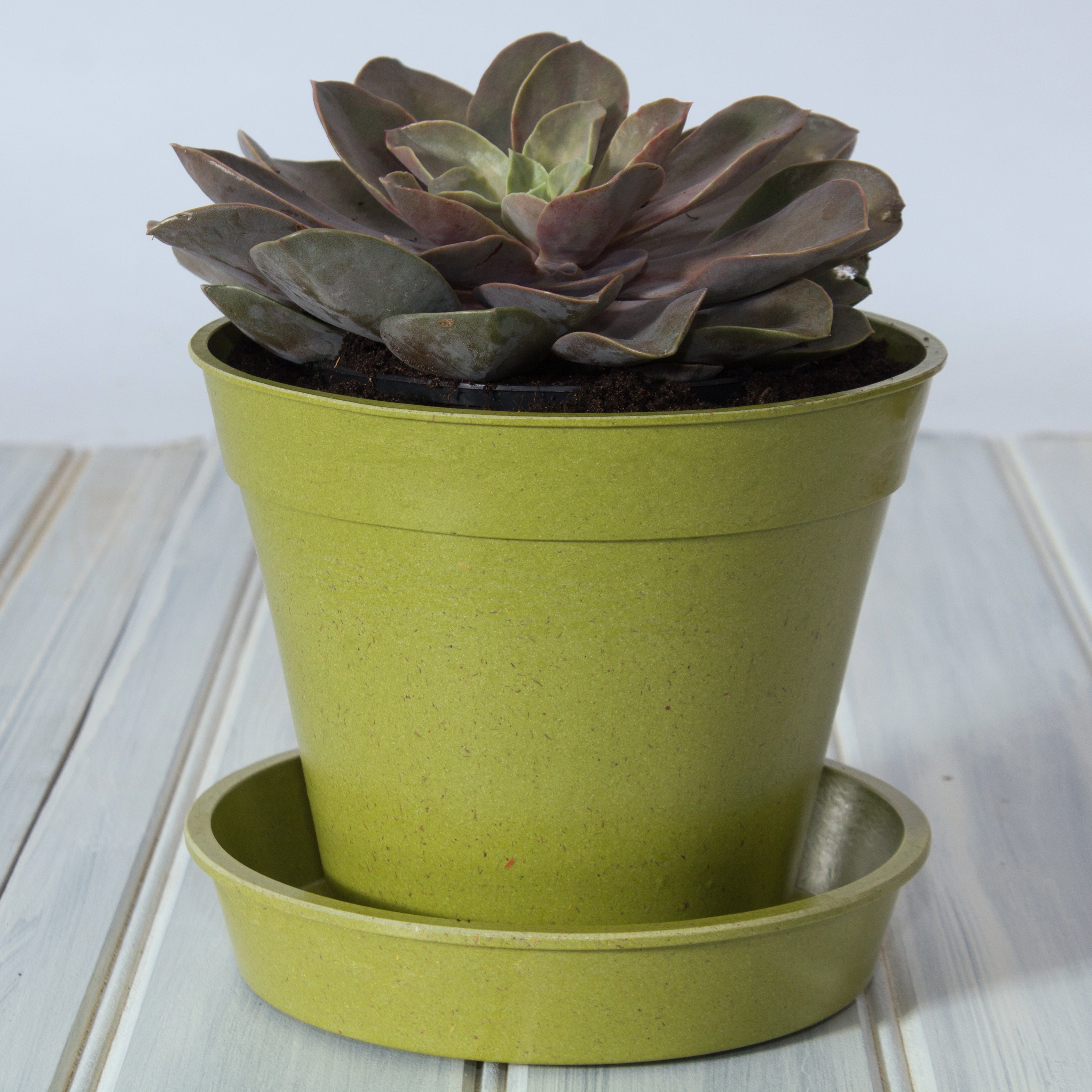 Bamboo Pot - 8" Green