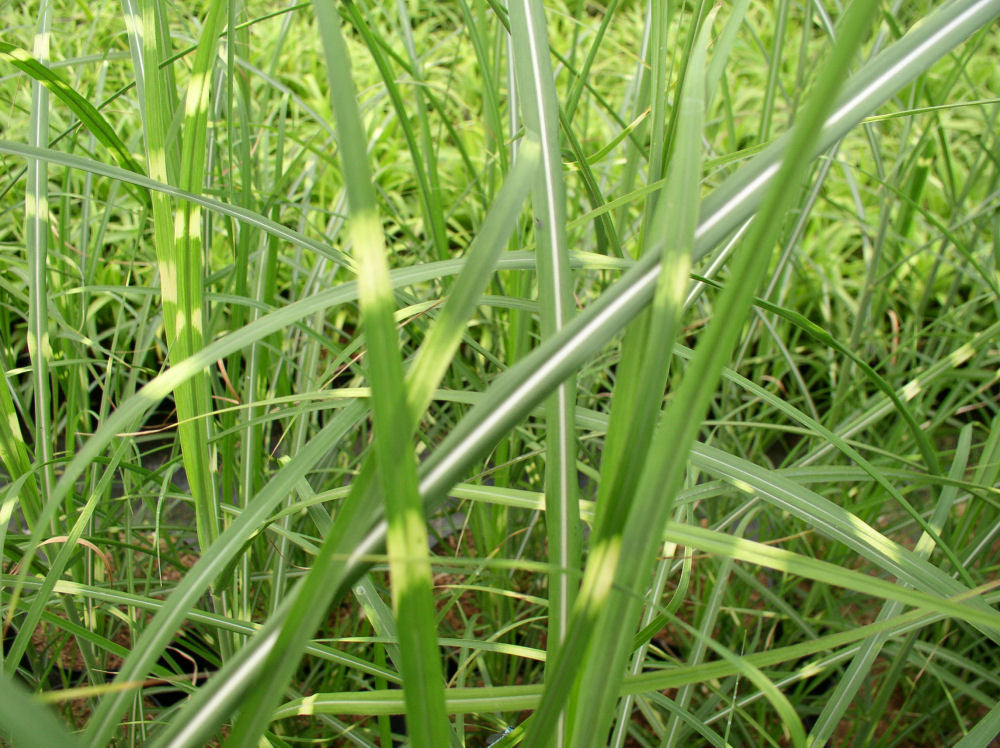 Zebra Grass (Miscanthus sinensis &