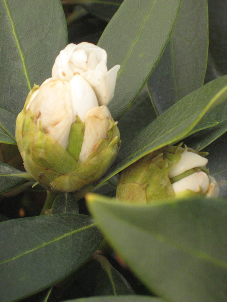 Chionoides Rhododendron (Rhododendron chionoides &