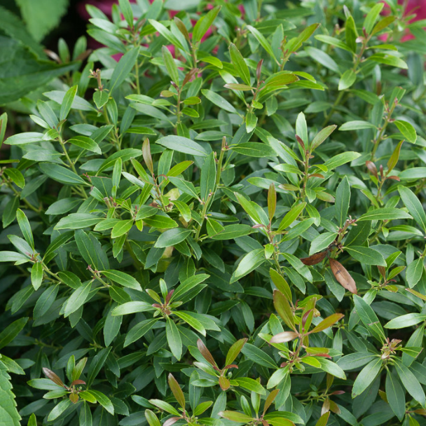 Proven Winners® Color Choice® Gem Box® Inkberry Holly (Ilex glabra &