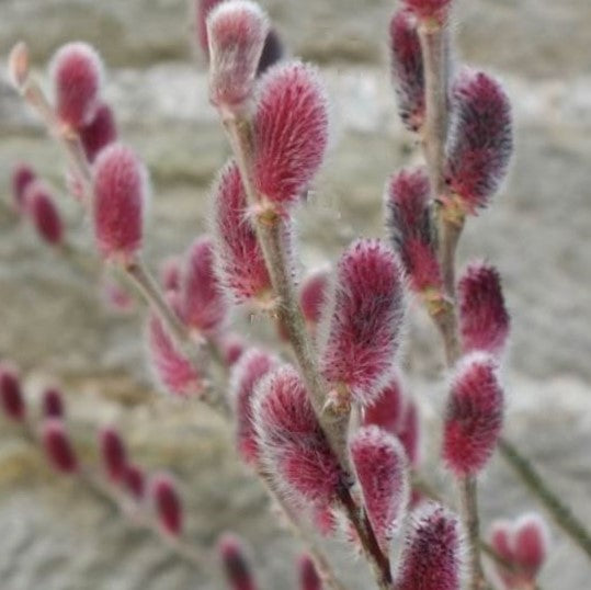 Mount Aso Pussy Willow
(Salix G &