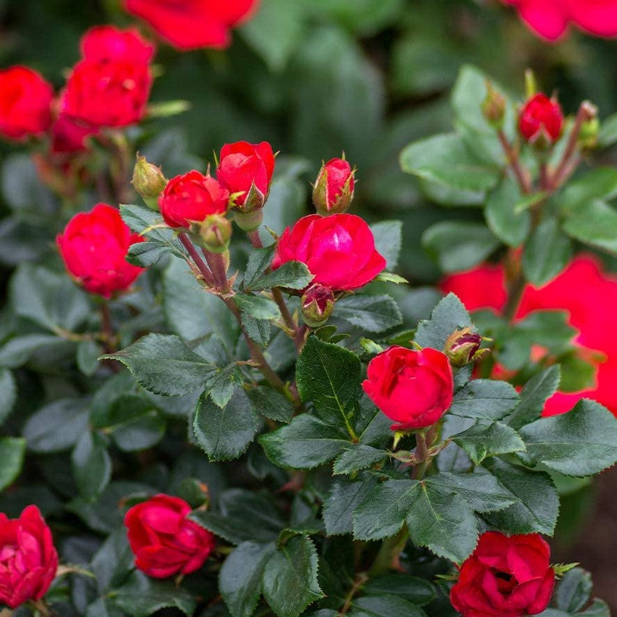 Petite Knock Out® Rose (Rosa K.O &