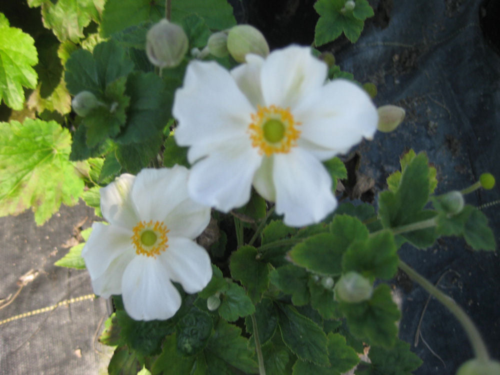 Honorine Jobert Windflower (Anemone x hybrida &