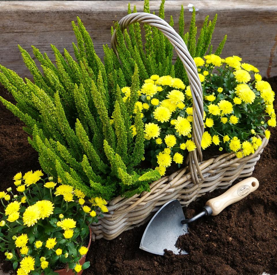 DeWit Tool Gift Set - Repotting/Transplanting