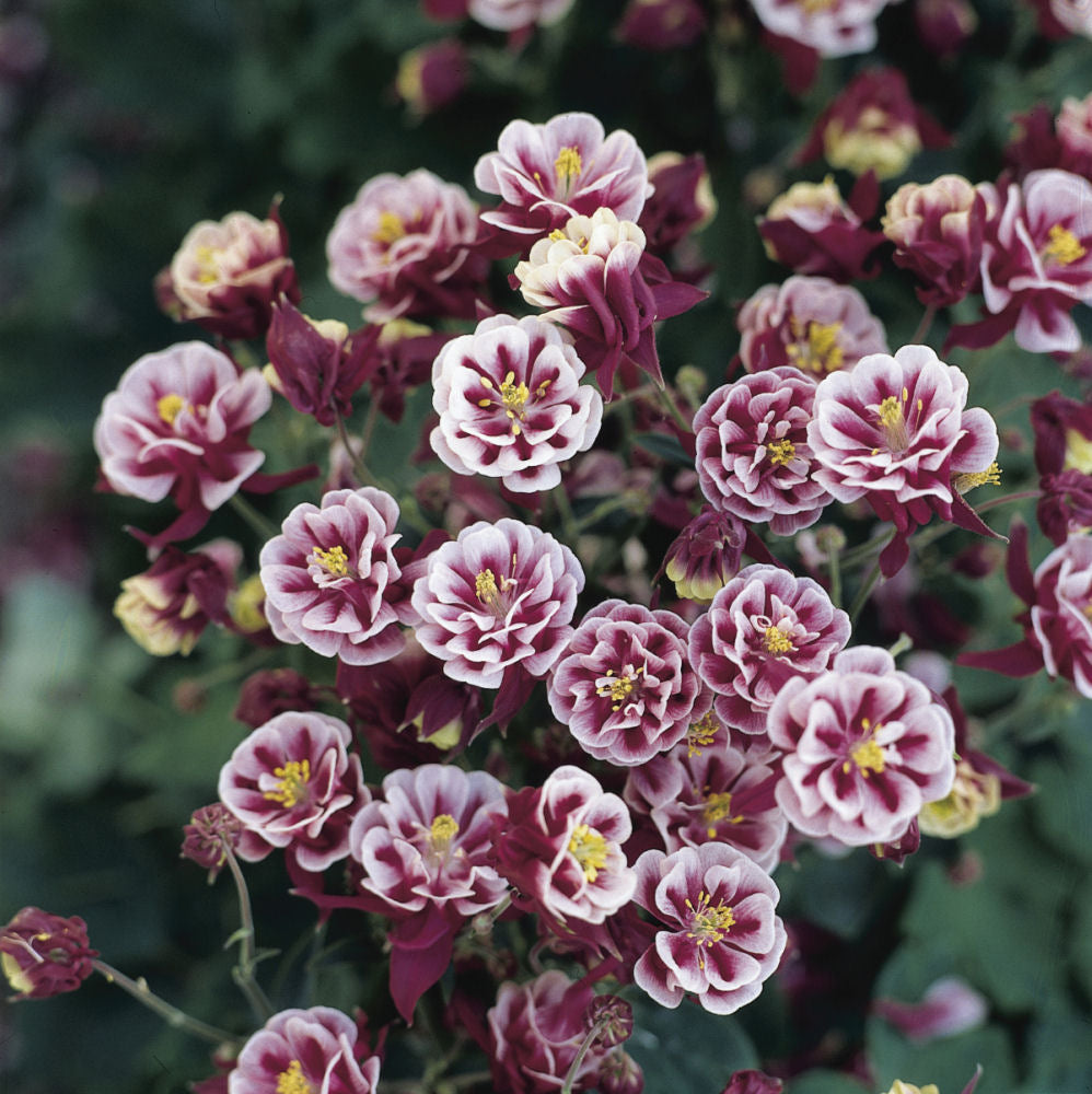 Winky Double Red & White Columbine (Aquilegia &