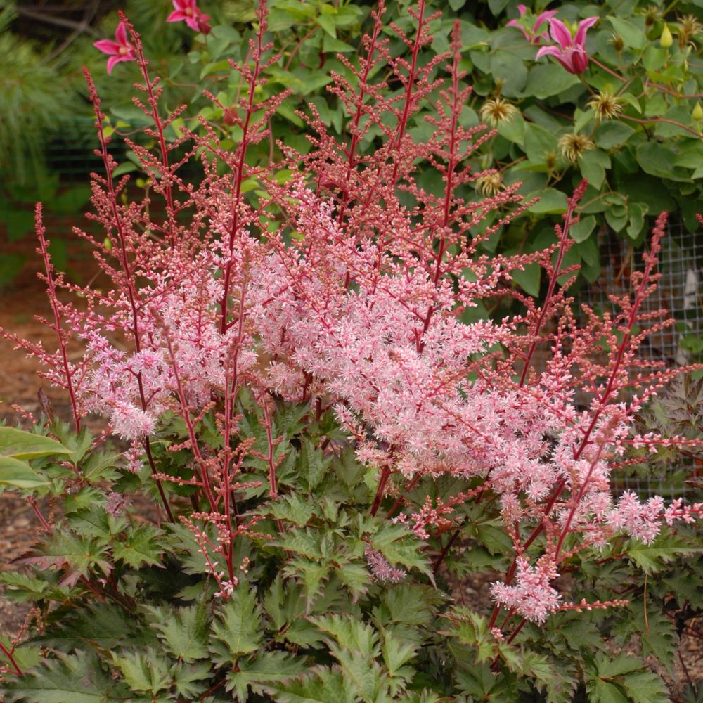 Delft Lace Astilbe (Astilbe &
