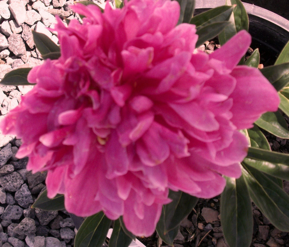 Kansas Red Peony (Paeonia japonica &