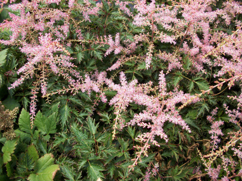 Sim. Sprite Astilbe (Astilbe simplicifolia &