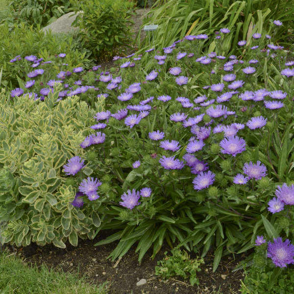 Honeysong Purple Stoke’s Aster (Stokesia L &