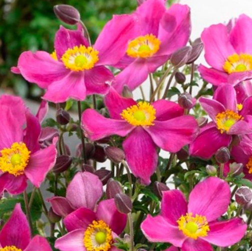 Red Riding Hood Windflower (Anemone &