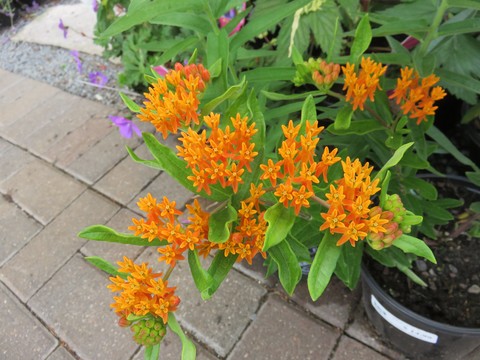 Gay Butterflies Milkweed (Asclepias tuberosa &