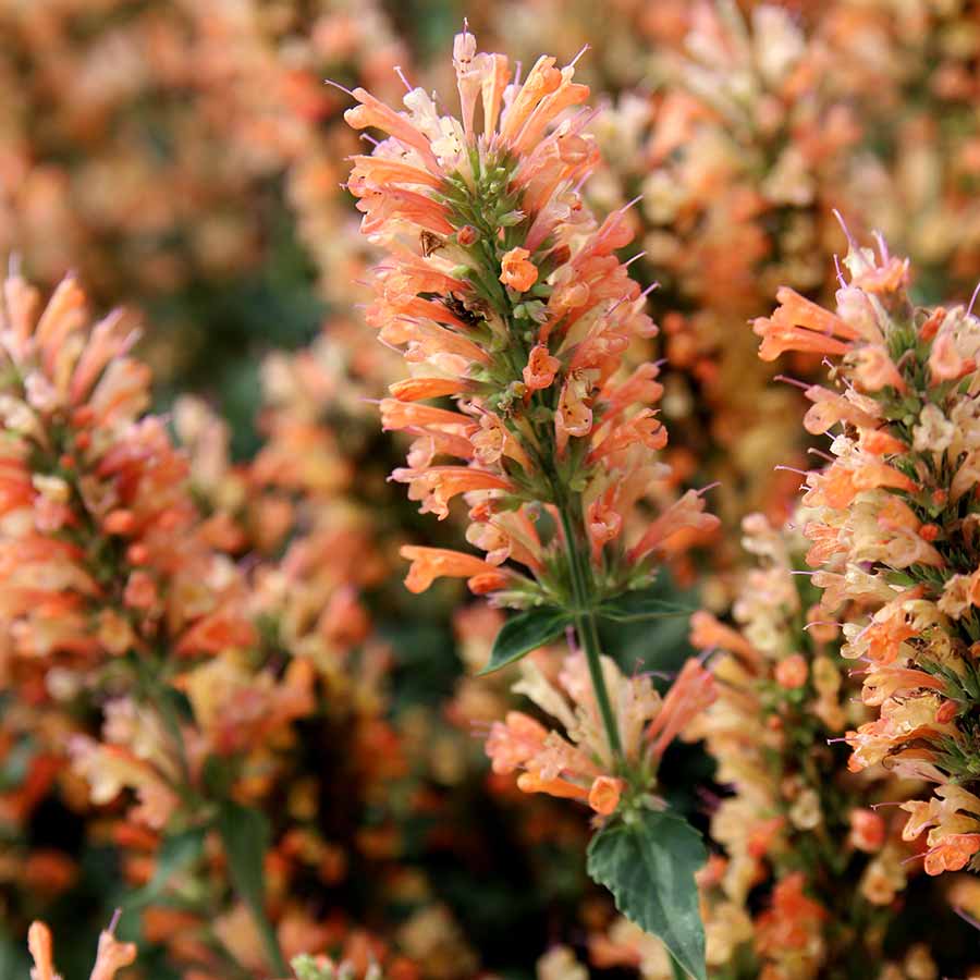 Peach Pearl Agastache (Agastache ‘Peach Pearl’) - 1 gallon