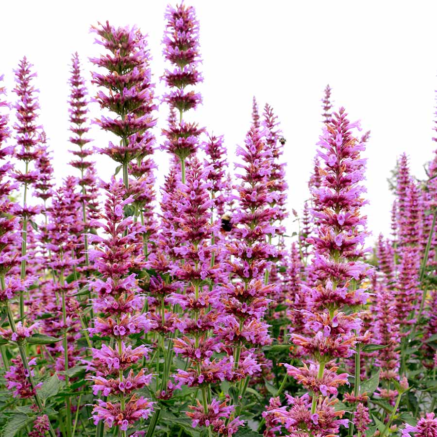 Prince’s Plume Agastache (Agastache ‘Prince’s Plume’) - 1 gallon