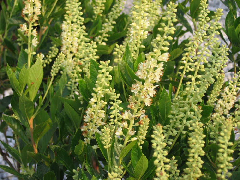 Sixteen Candles Dwarf Summersweet (Clethra alnifolia &