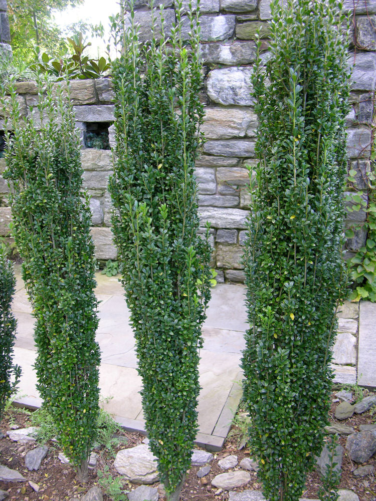Sky Pencil Holly (Ilex crenata &