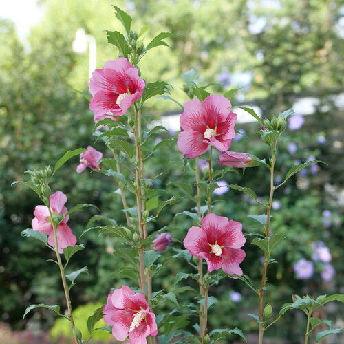 Red Pillar® Rose of Sharon (Hibiscus syriacus &