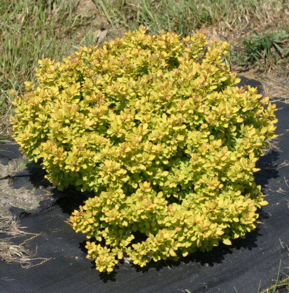 Sunjoy® Mini Saffron Barberry (Berberis thunbergii &