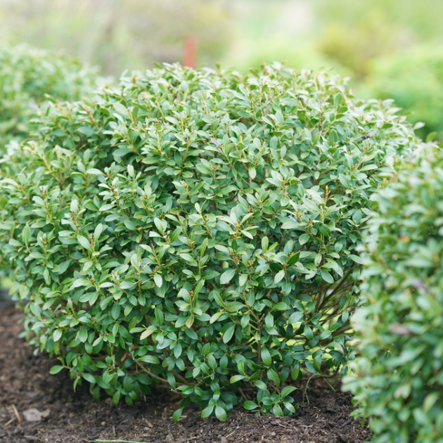 Strongbox® Inkberry holly
(Ilex glabra &