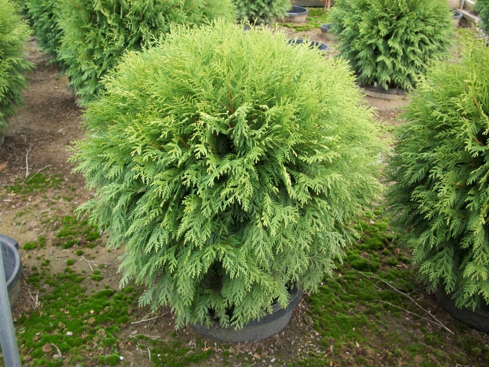 Globe Arborvitae (Thuja occidentalis &