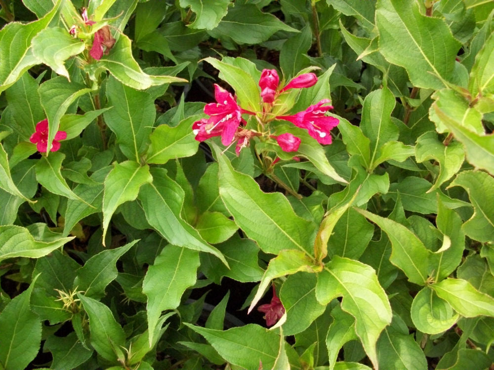 Red Prince Weigela (Weigela florida &