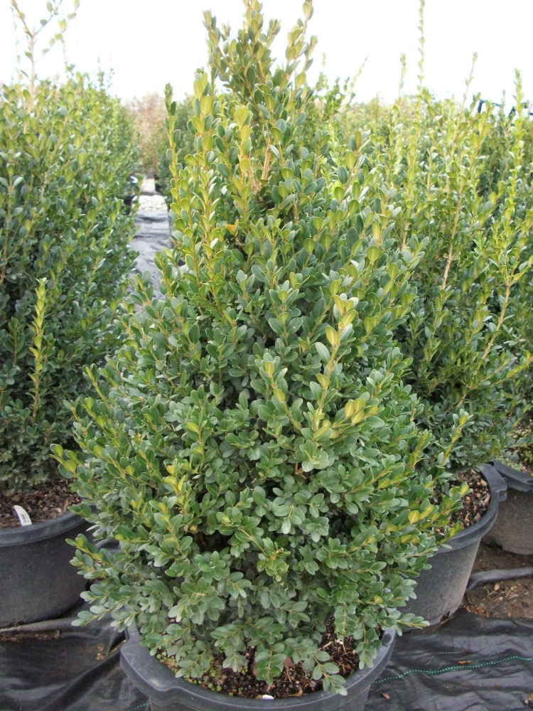 Green Mountain Boxwood (Buxus microphylla &