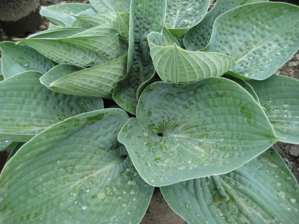 Big Daddy Plantain Lily (Hosta &