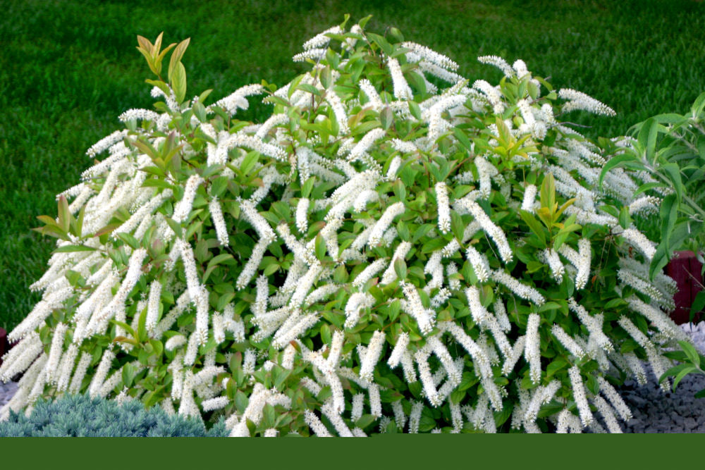 Little Henry® Sweetspire (Itea virginica &