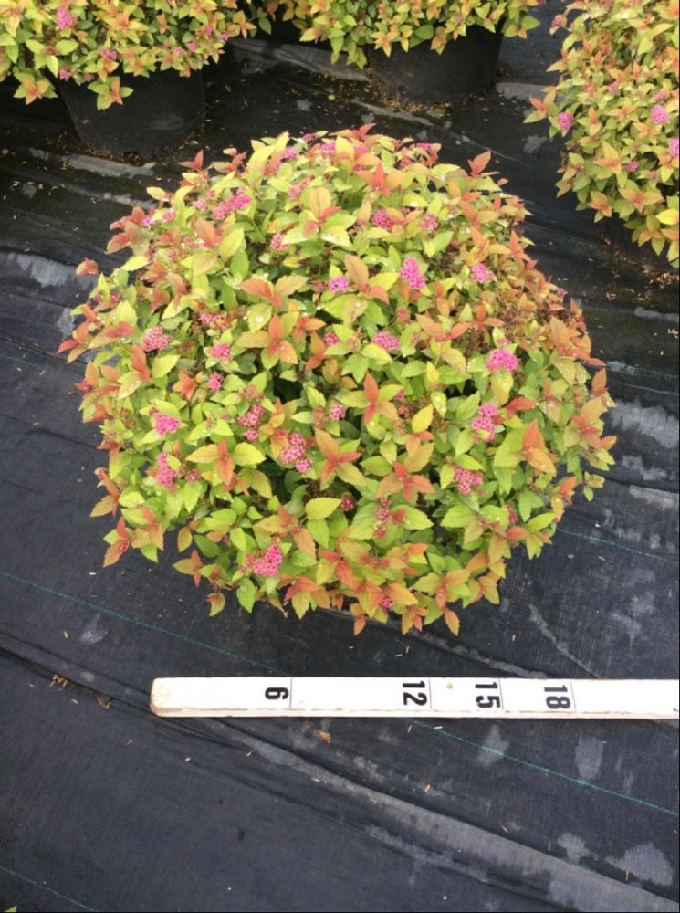 Magic Carpet Spiraea (Spiraea japonica &