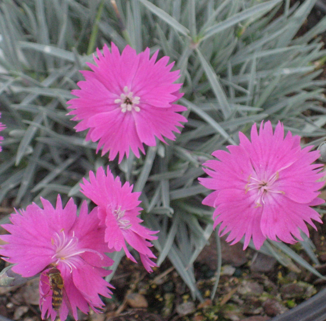 Fire Witch Pinks (Dianthus gratianopolitanus &