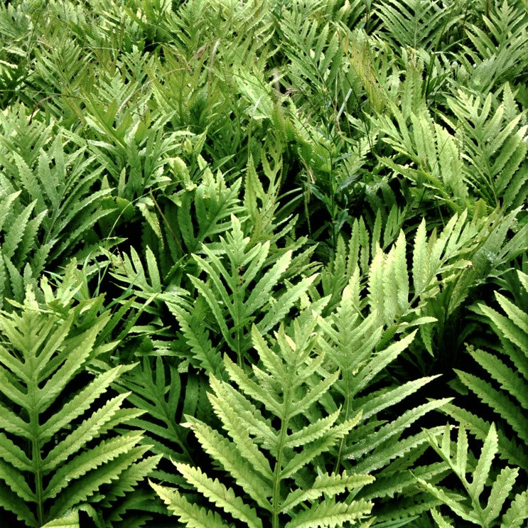Sensitive Fern (Onoclea &