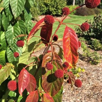 Cephalanthus Red Moon Rising™ Button Bush (Cephalanthus O &