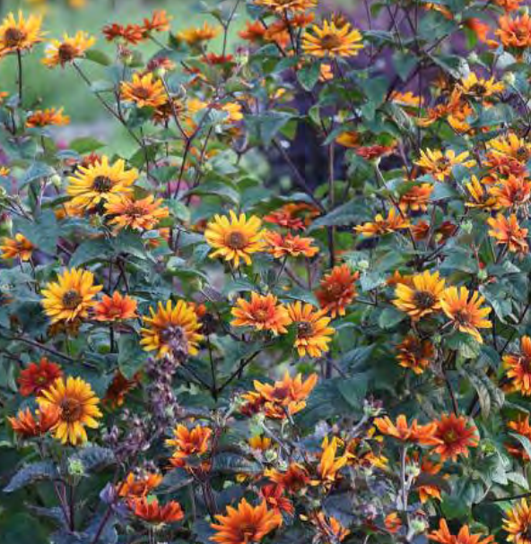 False Sunflower (Heliopsis helianthoides &