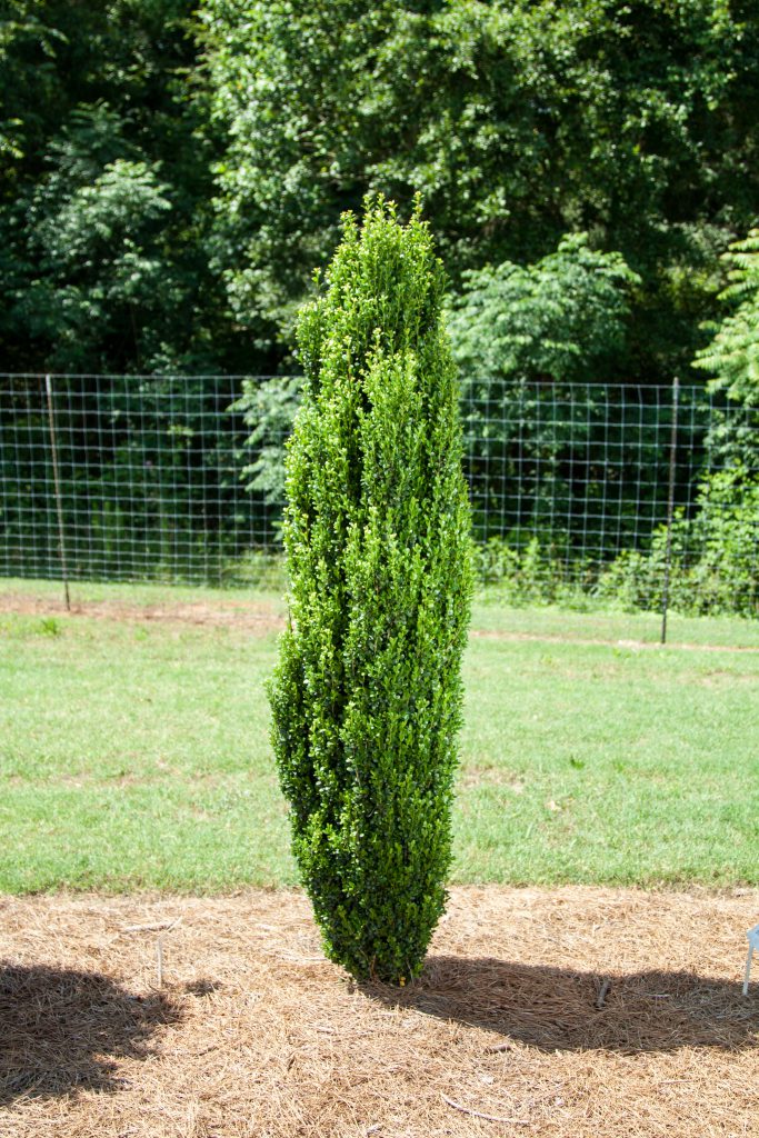 Straight & Narrow® Japanese Holly (Ilex crenata &
