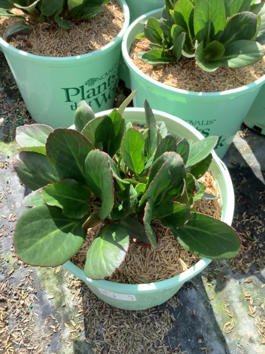 Bergenia Early Brilliance™ Magenta (Bergenia &