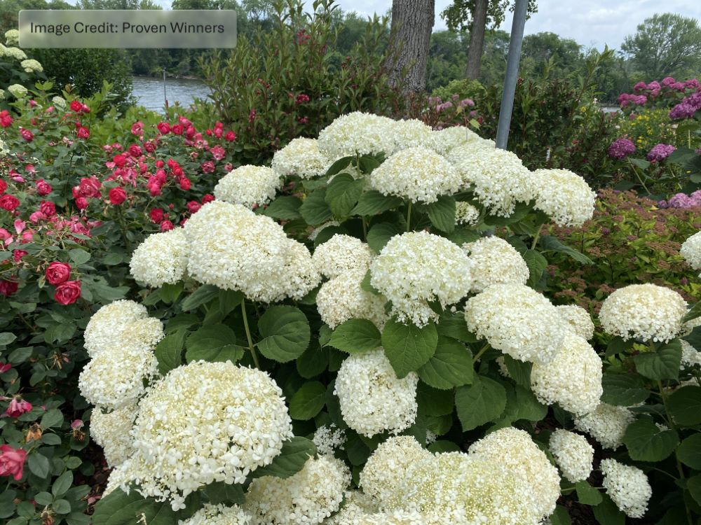 INCREDIBALL STORM PROOF™ Smooth Hydrangea (Hydrangea arborescens &