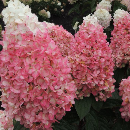 Magical® Ruby Snow Hydrangea (Hydrangea &
