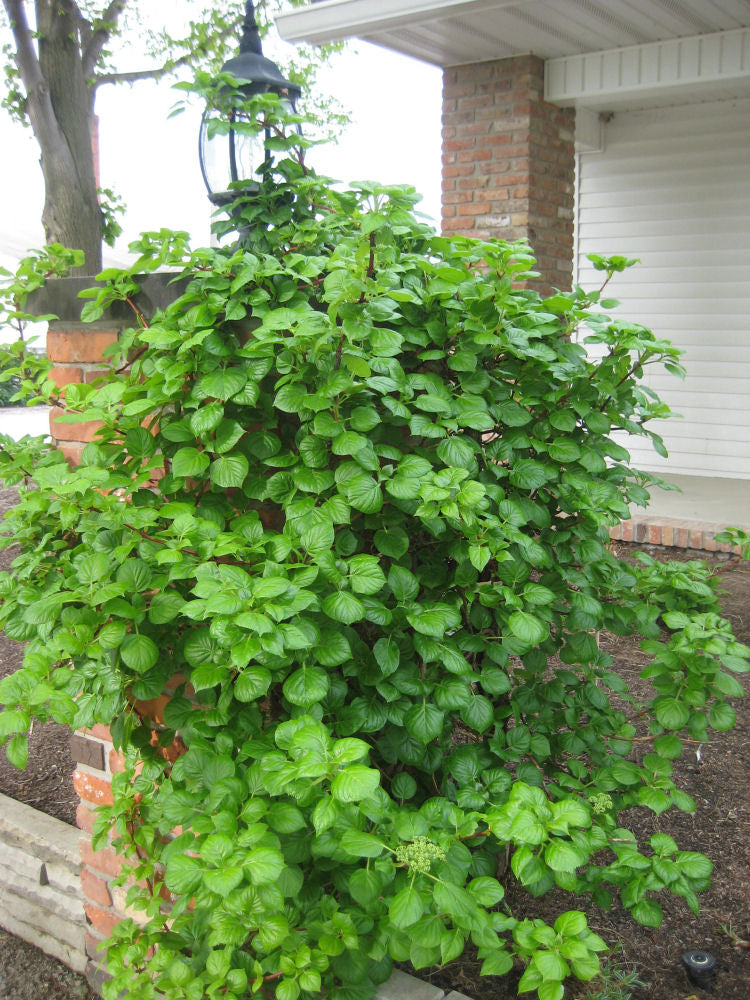 Climbing Hydrangea (Hydrangea arborescens &