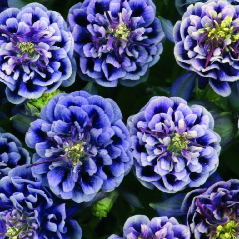 Winky Blue & White Columbine (Aquilegia &