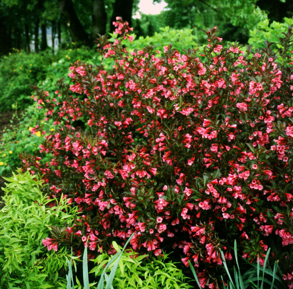 Wine & Roses® Weigela (Weigela florida &