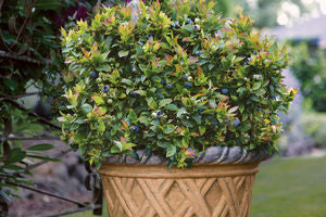 Jelly Bean® Blueberry (Vaccinium x &