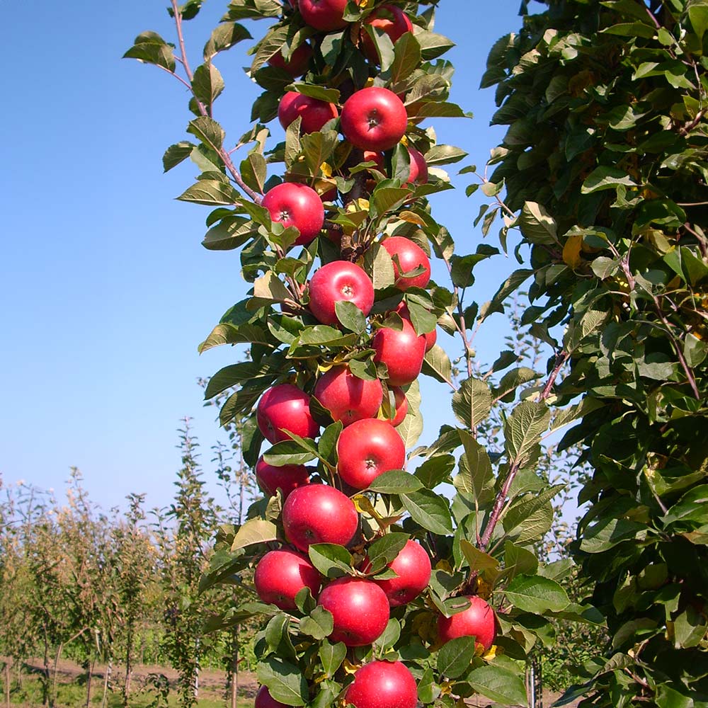 Fruit Snacks® Tasty Red™ Apple (Malus &
