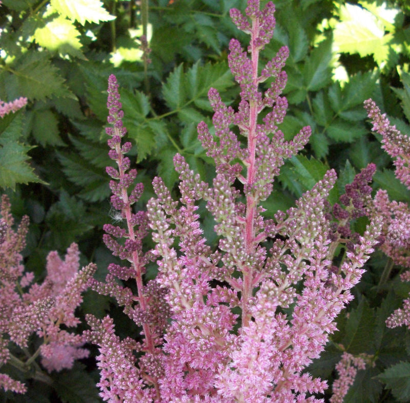 Vision In Pink Astilbe (Astilbe chinensis &