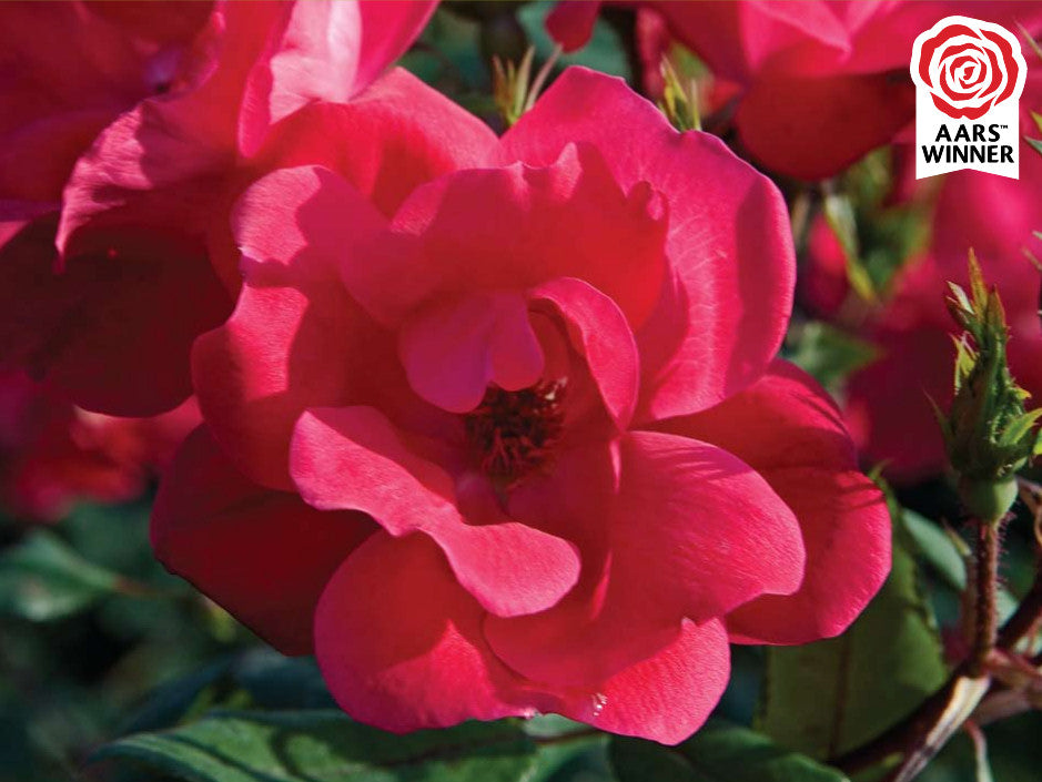 Red Knock Out® Rose (Rosa K.O &