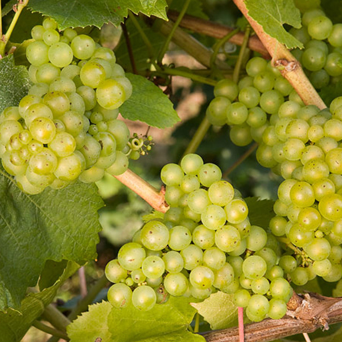 Lakemont Grape (Vitis lakemont &