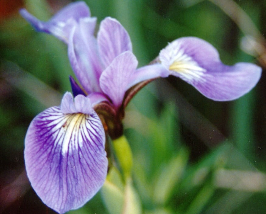 Northern Blue Flag Iris (Iris versicolor) - 1 gallon