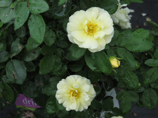Popcorn Drift® Rose (Rosa &
